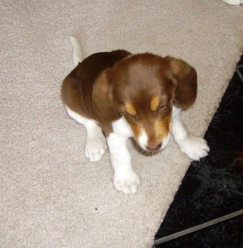 Beagle