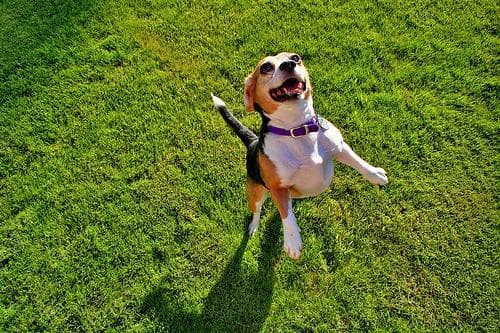 Beagle
