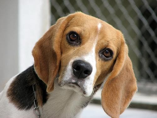 Beagle