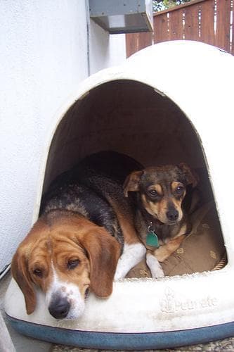Beagle