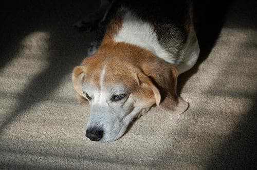 Beagle