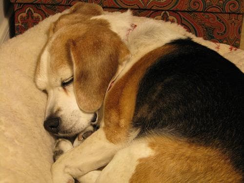 Beagle
