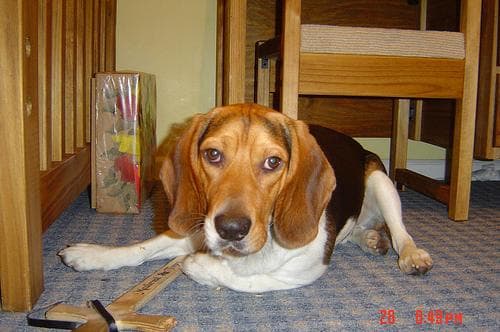Beagle