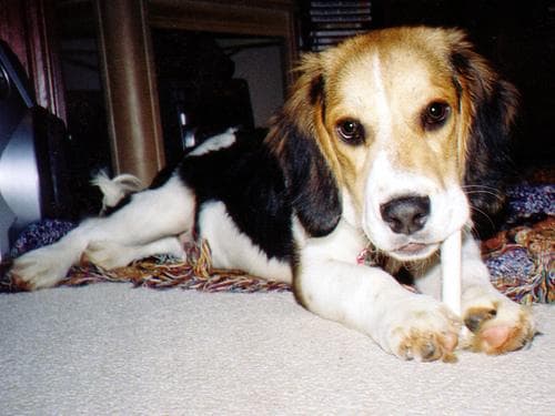 Beagle