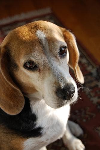 Beagle
