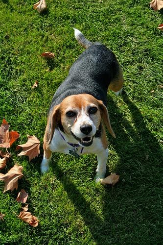 Beagle