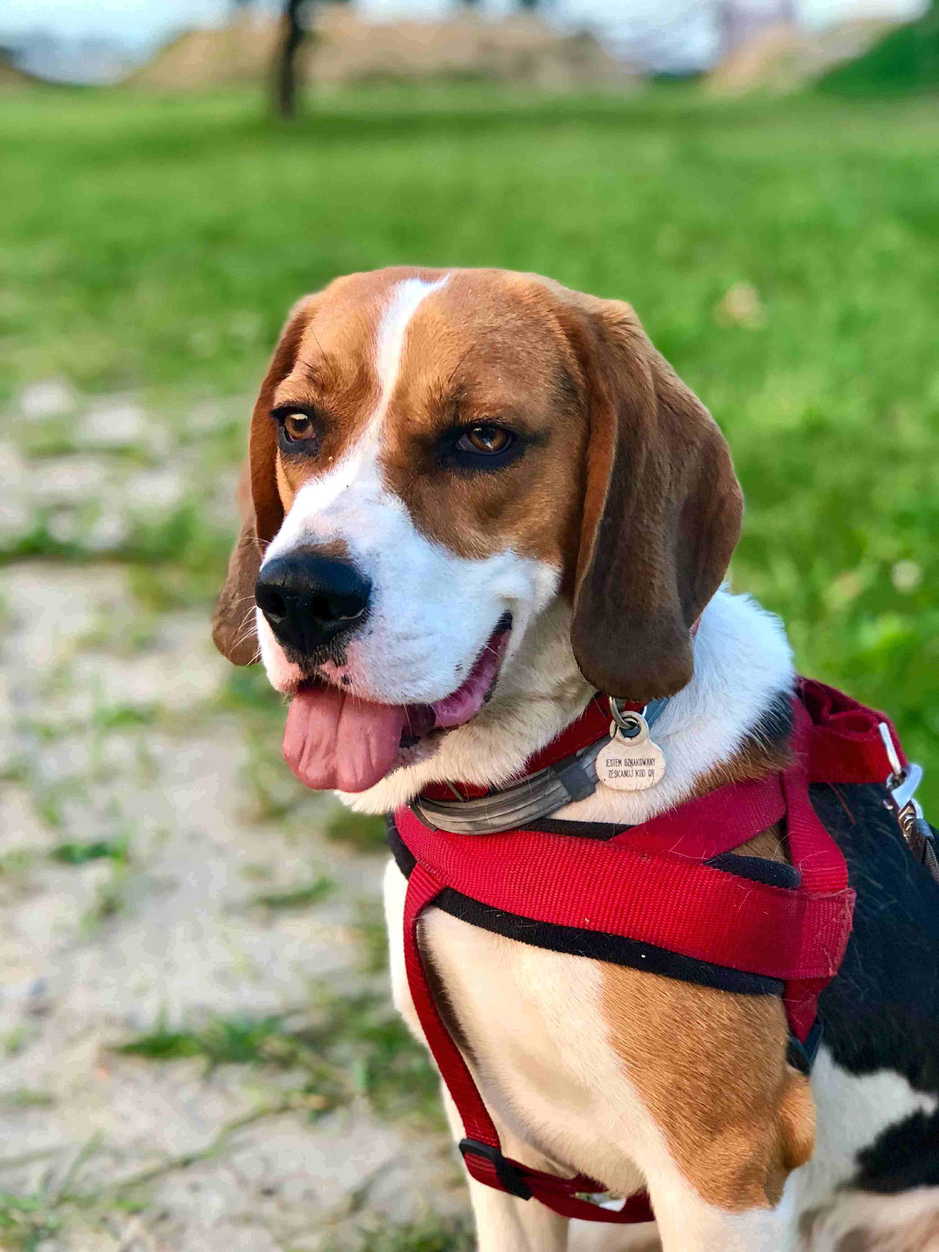 Beagle