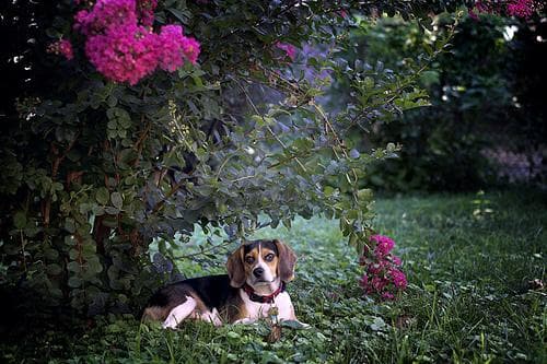 Beagle