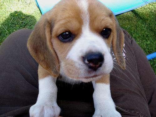 Beagle