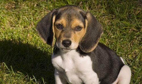 Beagle