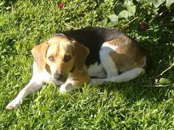 Beagle