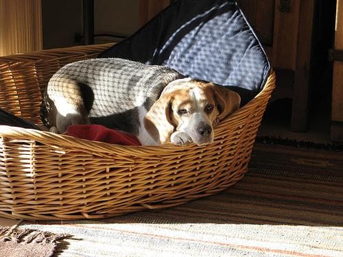 Beagle
