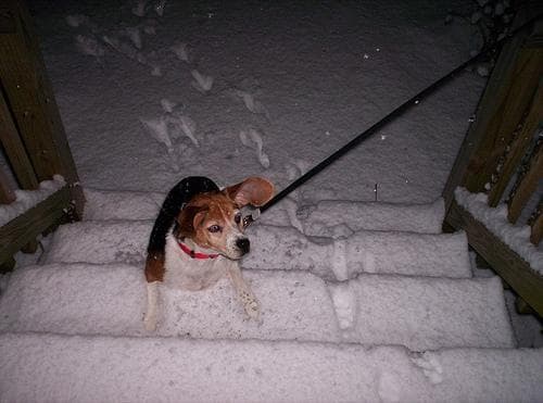 Beagle