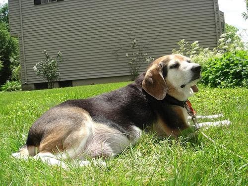 Beagle