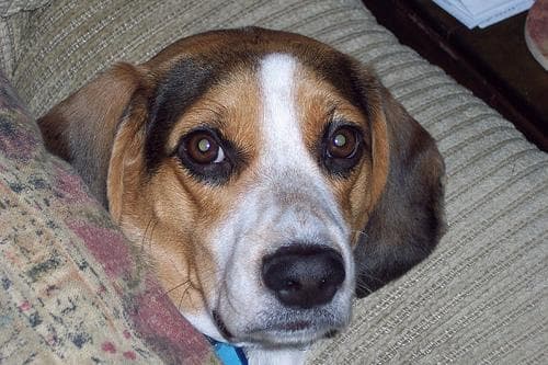 Beagle