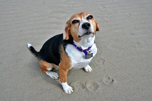 Beagle