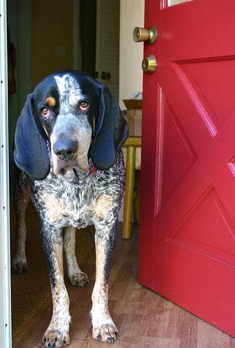 Bluetick