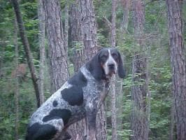 Bluetick