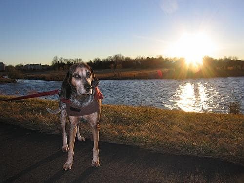 Bluetick