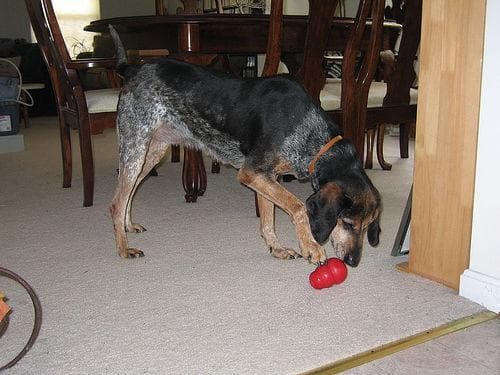 Bluetick