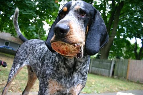 Bluetick
