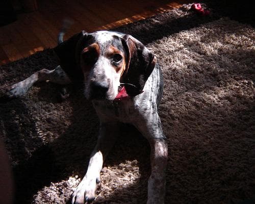 Bluetick
