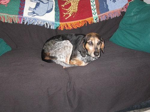 Bluetick