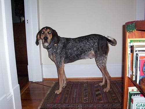 Bluetick