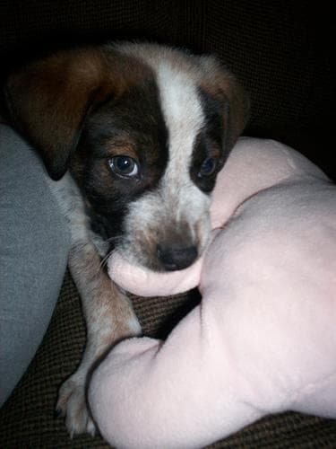 Bluetick