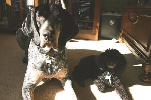 Bluetick