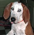 Bluetick