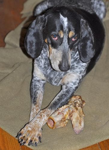 Bluetick