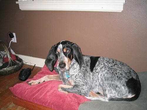 Bluetick