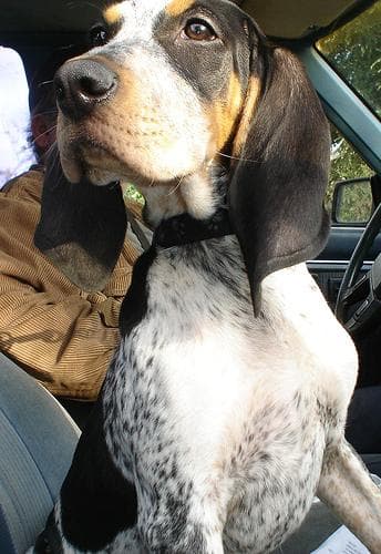 Bluetick