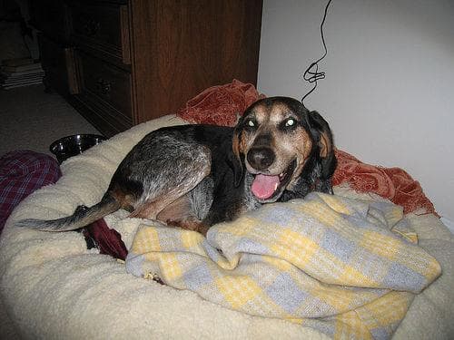 Bluetick