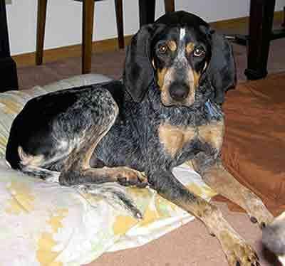 Bluetick