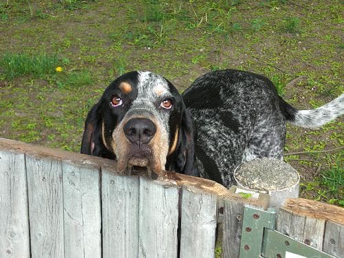 Bluetick