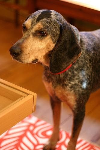 Bluetick