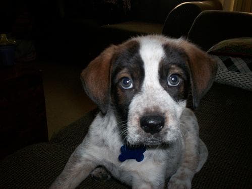 Bluetick