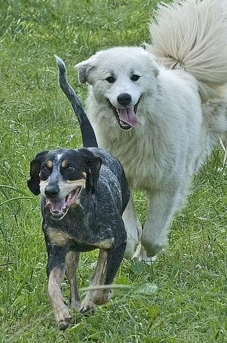 Bluetick