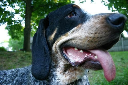 Bluetick