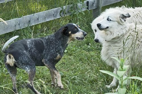 Bluetick