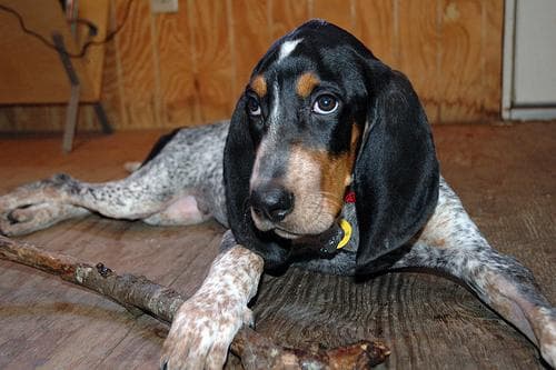 Bluetick