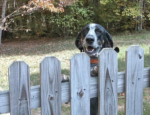Bluetick