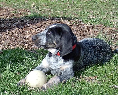 Bluetick