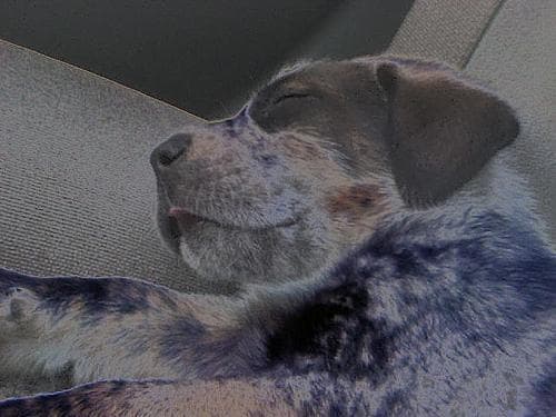 Bluetick