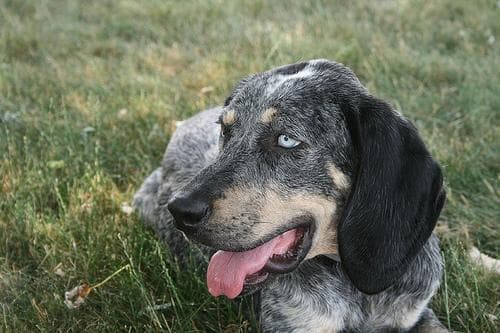 Bluetick