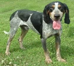 Bluetick