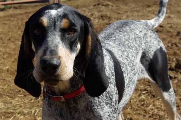 Bluetick
