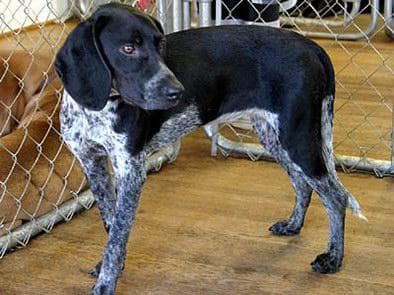 Bluetick